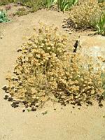 Pavot cornu - Glaussum flavum (en Corse) (01) (Photo F. Mrugala)